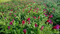 زنجیره ارزش گیاهان دارویی؛ فرصتی برای رونق اقتصادی و تقویت امنیت غذایی در همدان